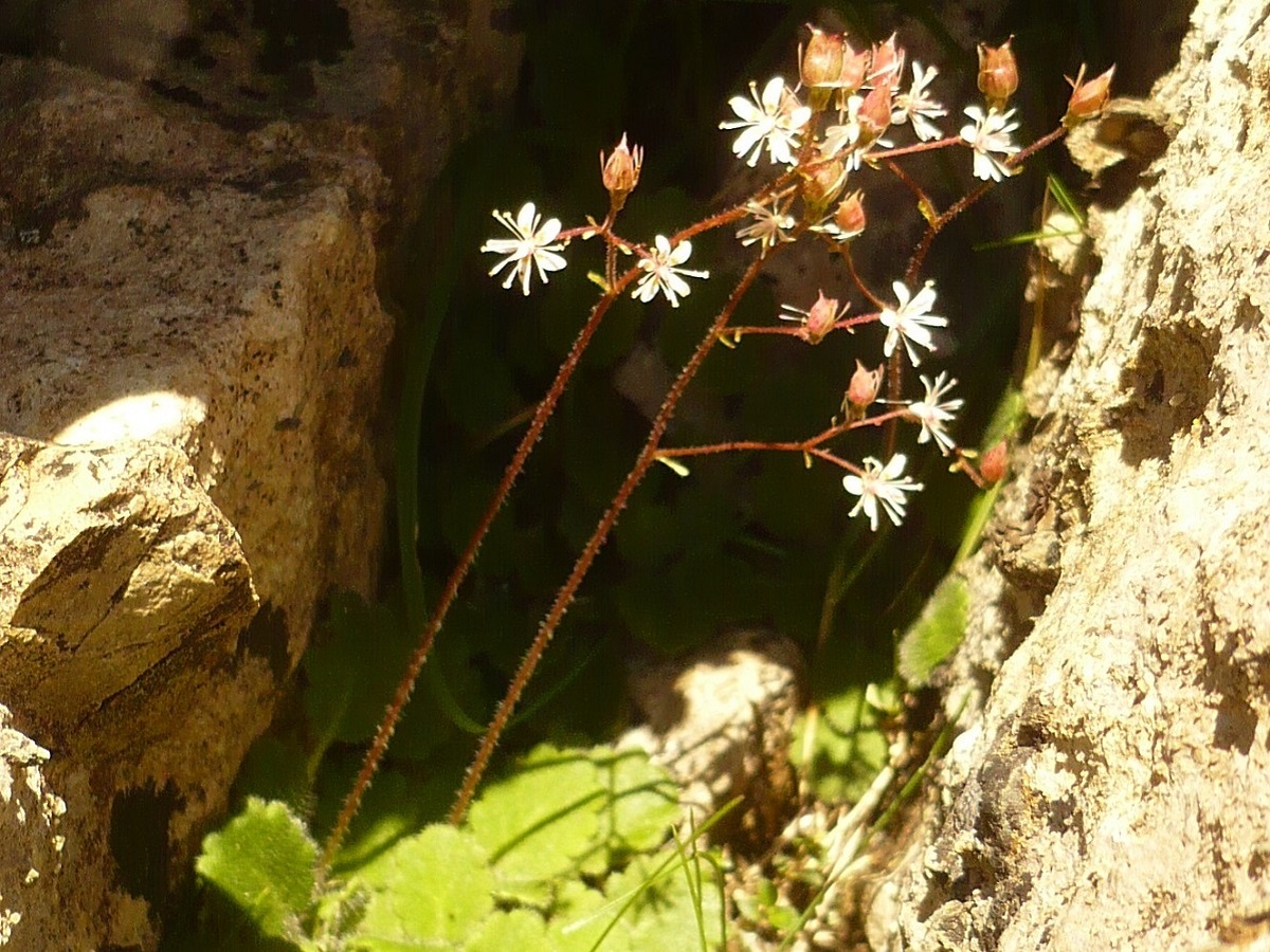Saxifraga hirsuta subsp. paucicrenata (Saxifragaceae)